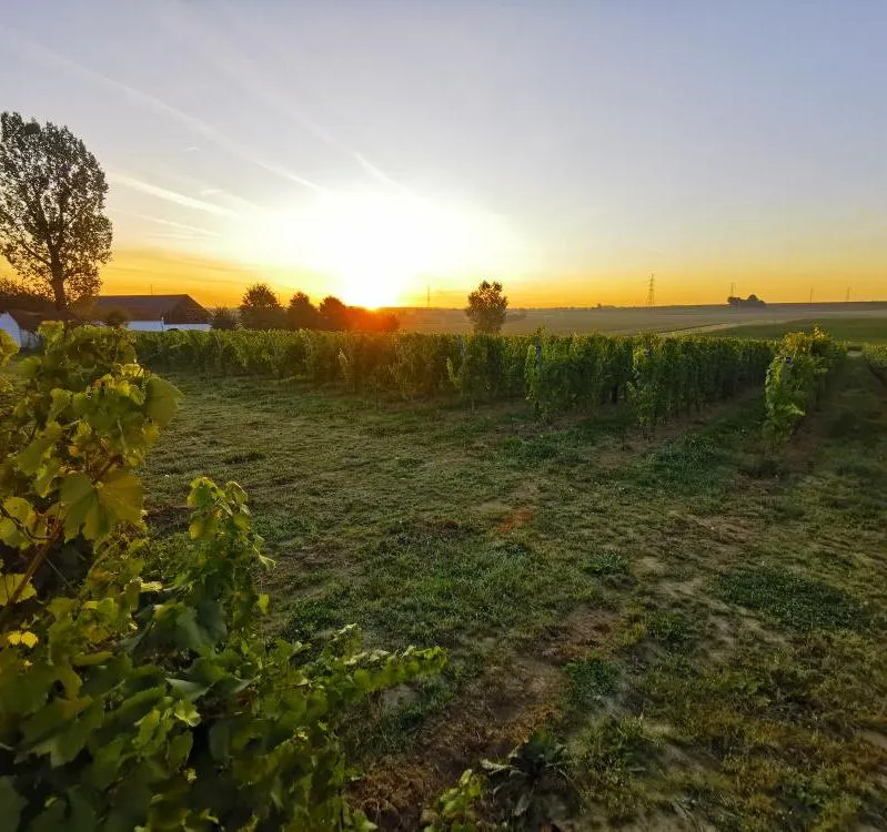 customized_Ferme-et-vignes-1_74785f69-8a09-4102-8b89-a5593528257e.webp