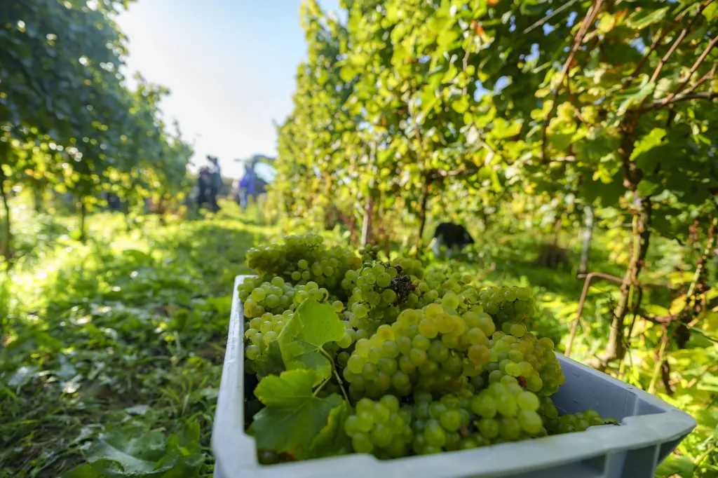 DOMAINE W - VENDANGE-20250922-409580.webp