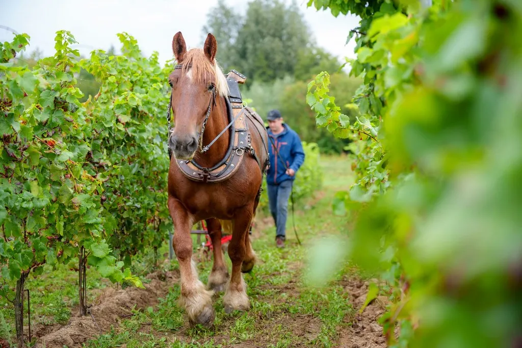 DOMAINE W - chevaux de trait.webp