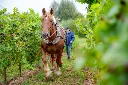 DOMAINE W - chevaux de trait.webp